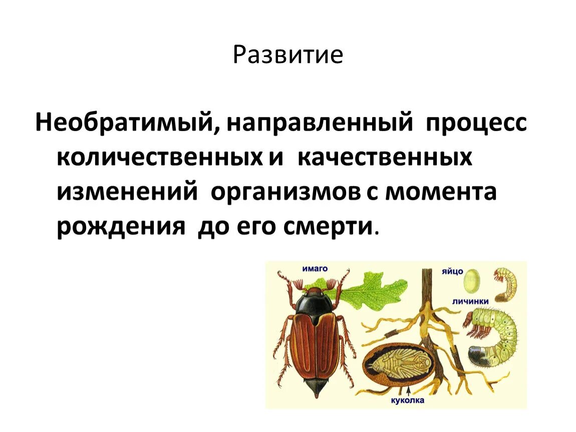 Какое развитие у жуков. Тип развития майского жука. Полное и неполное превращение Майский Жук. Майский Жук превращение. Развитие с полным превращением Майский Жук.