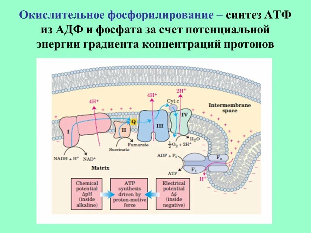 Происходит синтез атф за счет энергии. Окислительное фосфорилирование схема. Синтез АТФ при окислительном фосфорилировании. Окислительное фосфолири. Окислительное фосфорилирование это Синтез АТФ.