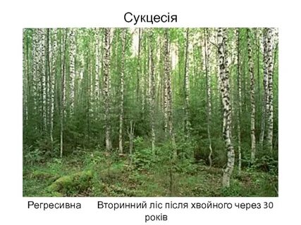 Экосистема береза