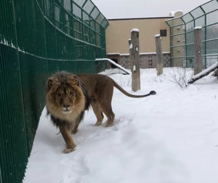 Зоопарк белгород животные. Работа зоопарка белгород. Работа зоопарка белгород. Зоопарк белгород. Белгородский зоопарк белгород.