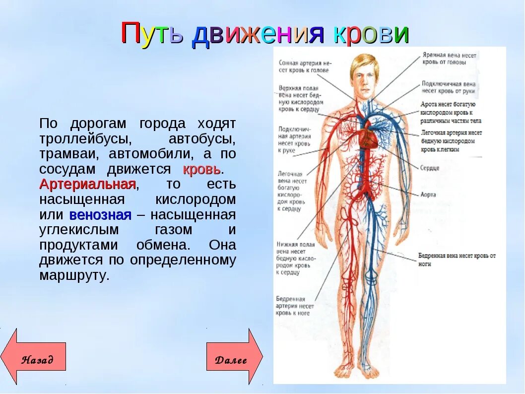 Кровь окружающий мир. Органы кровеносной системы человека 3 класс. Органы кровеносной системы 3 класс окружающий. Окружающий мир 3 класс тема кровеносная система. Система кровообращения 3 класс.