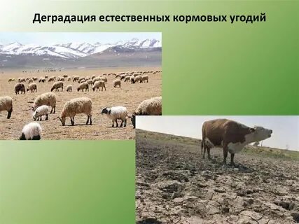 Естественная деградация