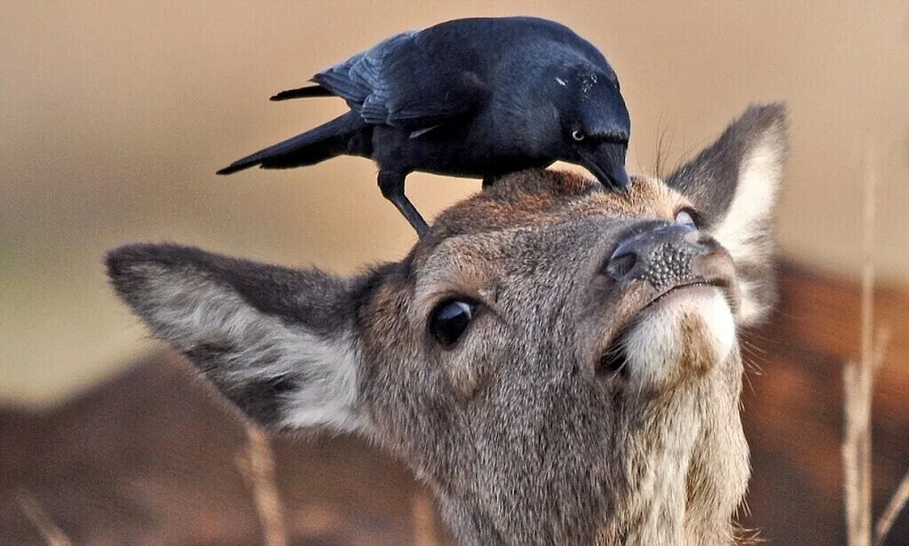 симбиоз оленя. благородный олень. эстетичные животные. олень в природе. карпатский благородный олень.