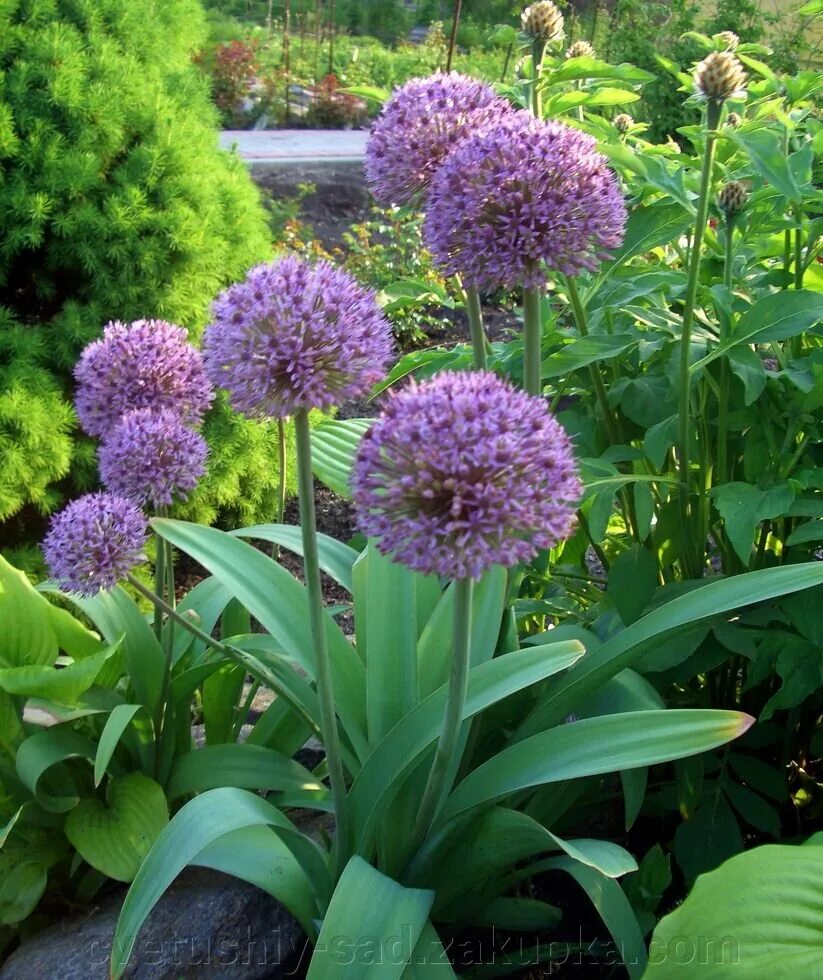 лук суворова анзур. лук афлатунский анзур. лук суворова анзур. рокамболь это лук анзур?. анзур горный лук.