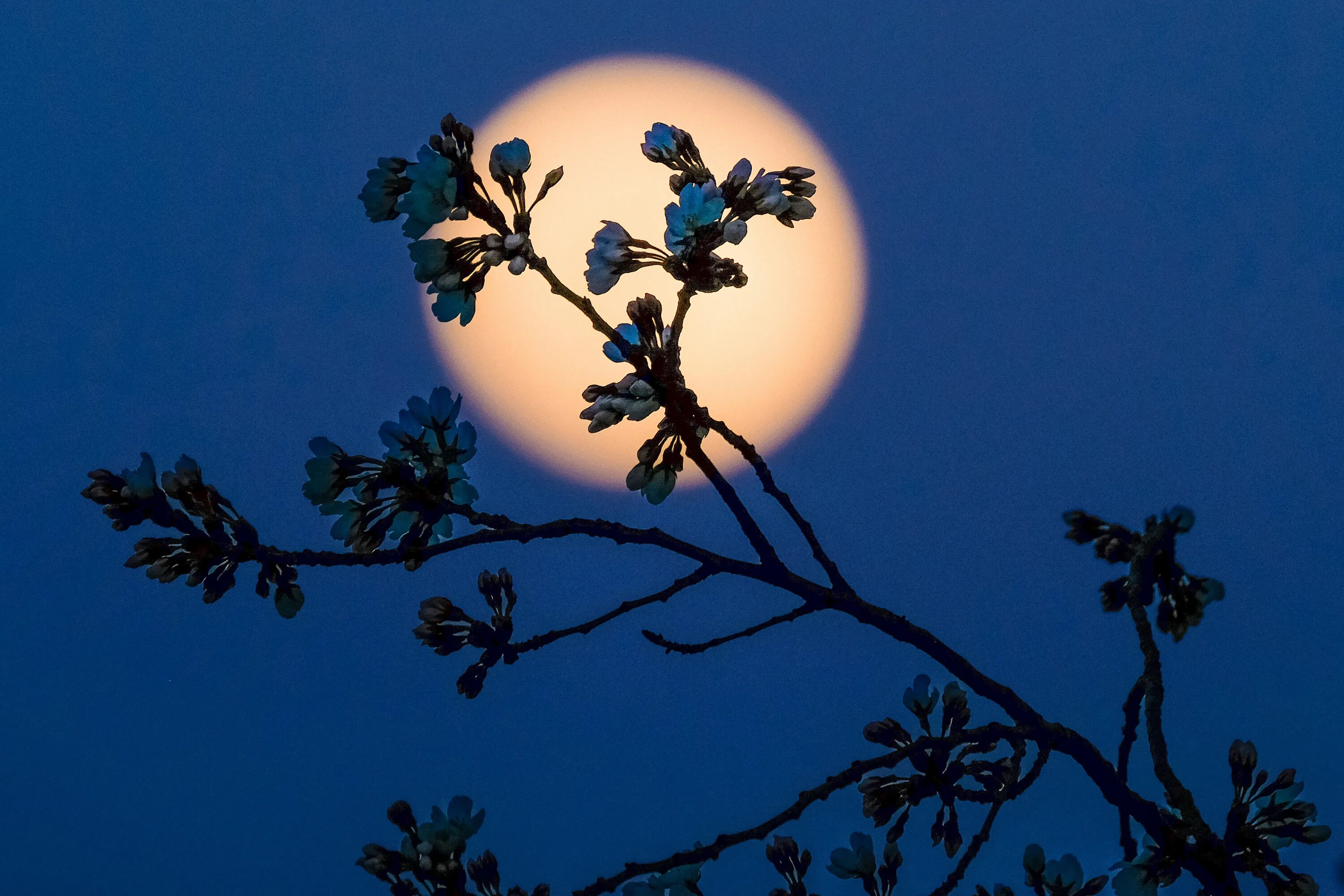 Почему цветочной луны. Весеннее полнолуние. Весенняя Луна. Цветы в лунном свете. Весенняя ночь.