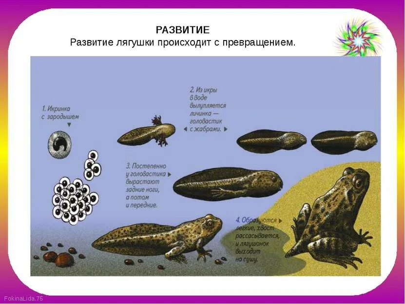 Развития лягушки презентация. Размножение и развитие лягушки 7 класс. Икринка амфибий строение. Развития лягушки презентация. Стадии развития лягушки в картинках для детей.