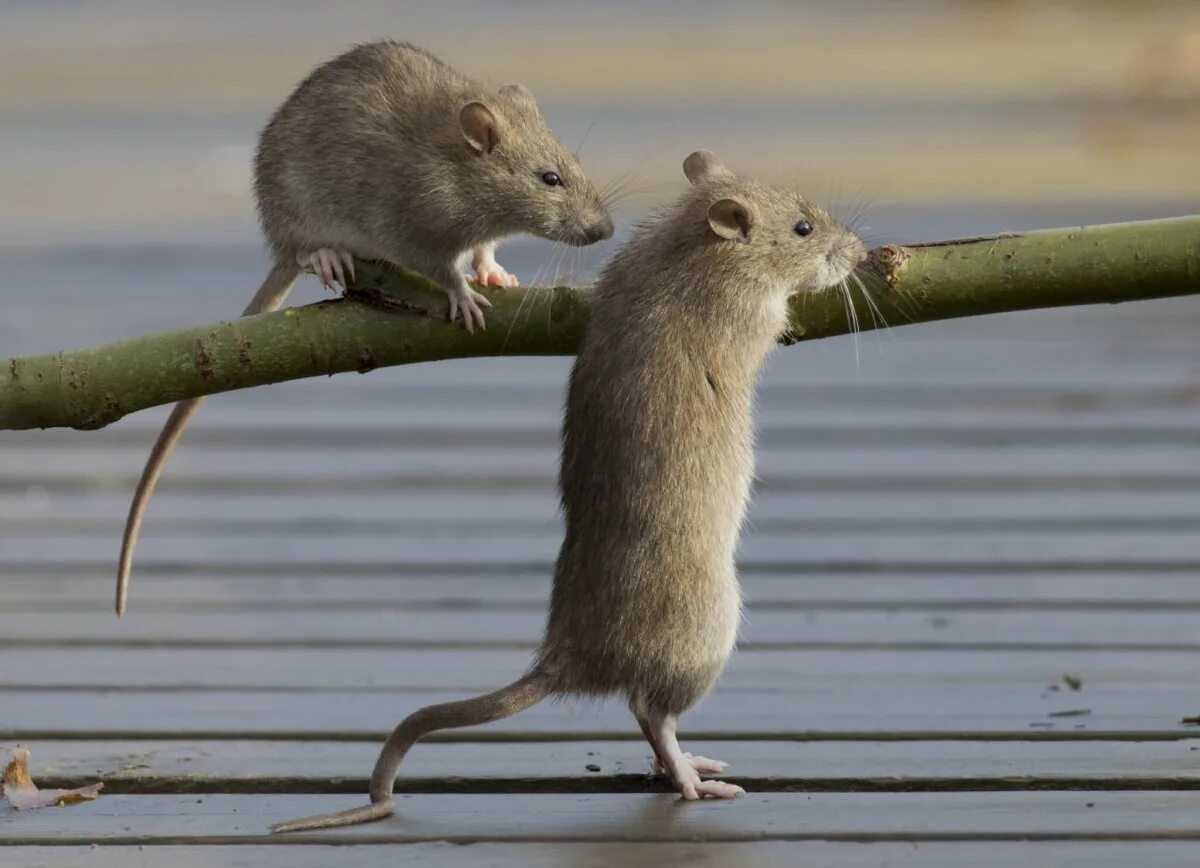 Речная мышь. Крыса с короной. Крыса агути рекс. Крыса выходи. Крыса выходи.