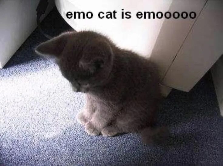 It s my cat. Эмо кот. Эмо кот Мем. Погладь эмо кота. Кот с челкой эмо.