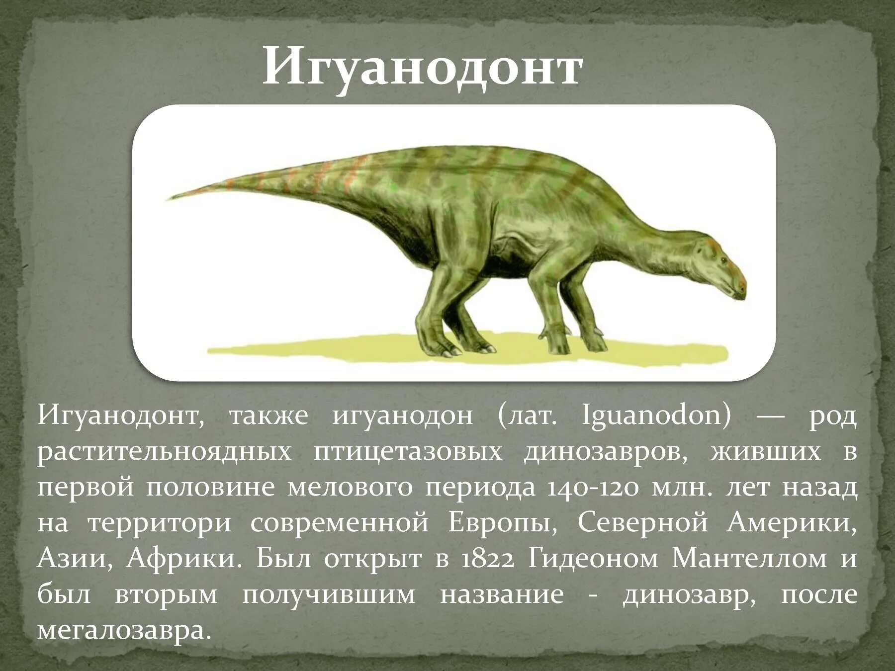 Травоядные динозавры Игуанодон. Описание динозавров. Презентация на тему динозавры. Динозавры описание для детей.