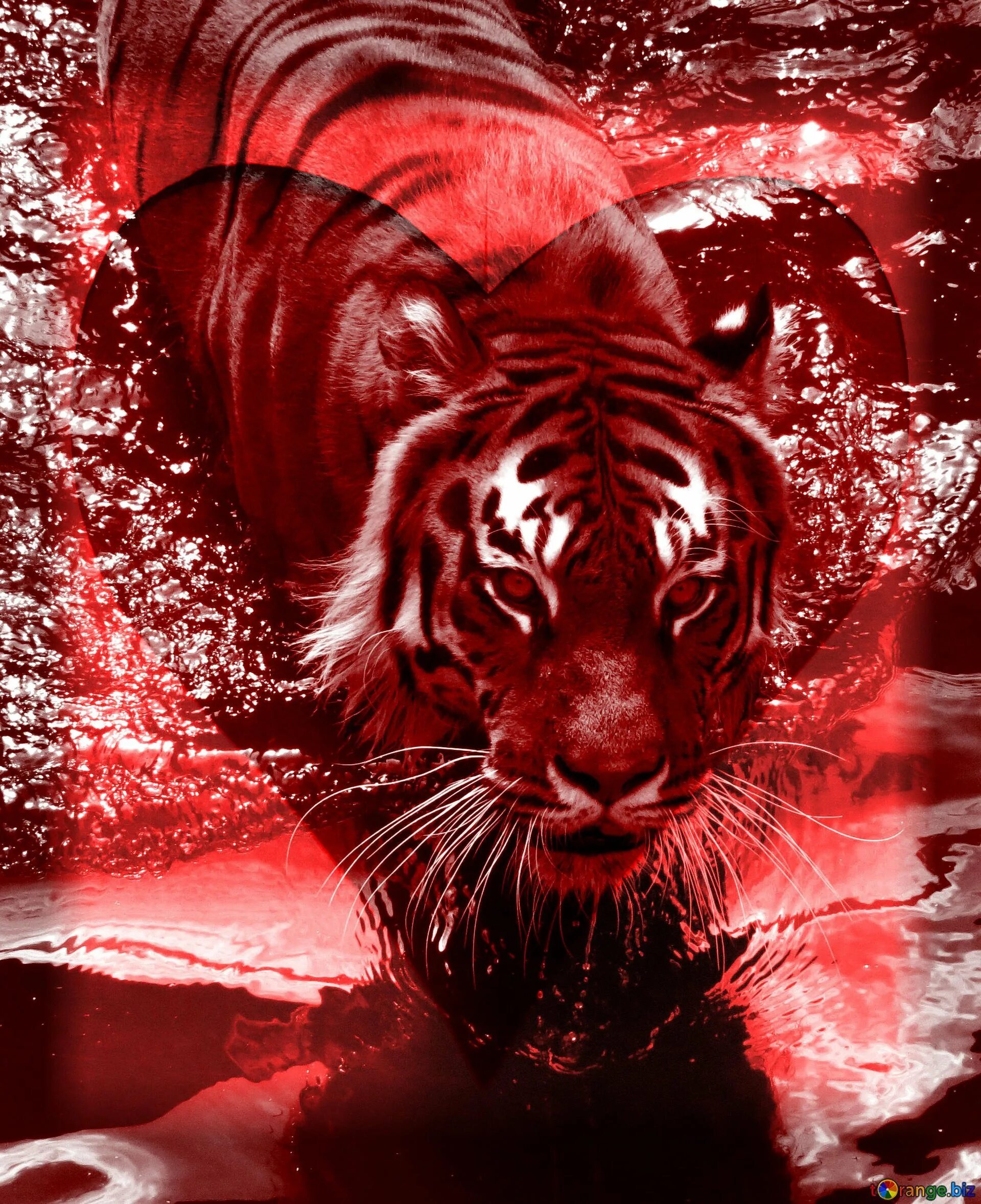 Красный тиг. Черный тигр красный Лотус. Огненный тигр. Тигр на заставку. Красный Огненный тигр.