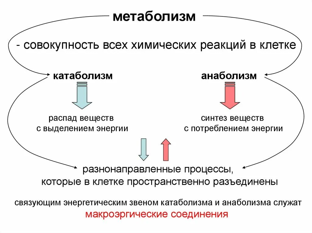 Функции анаболизма. Функции метаболизма. Метаболизм это совокупность. Роль энергетического обмена. Основной обмен и общий обмен различия