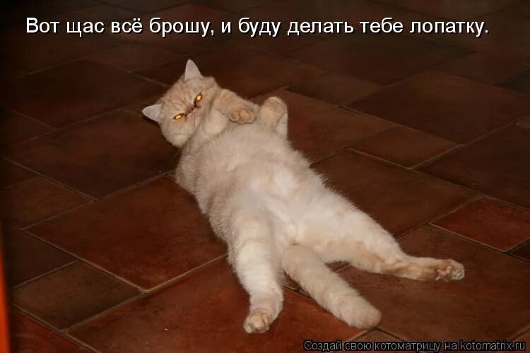 Щас все брошу. Кот прилег. Лень рисунок. Мемы про рано вставать. Сейчас буду вставать.