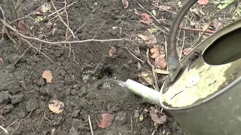 Как самому поймать крота