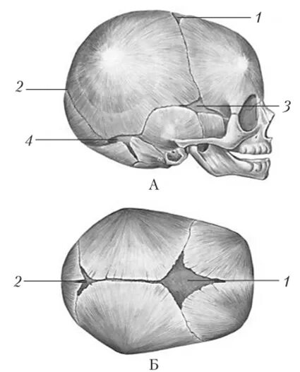Роднички новорожденного анатомия черепа. Роднички черепа у новорожденных анатомия. Череп человека сбоку Родничок. Клиновидный и сосцевидный роднички. Значение родничков в черепе