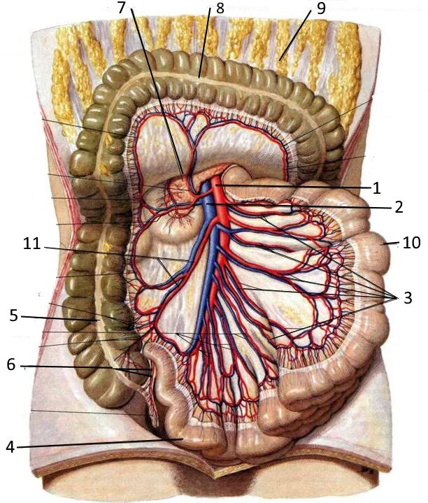 Брыжейка червеобразного. Брыжейка аппендикса анатомия. Верхняя брыжеечная артерия. Артерии органов брюшной полости
