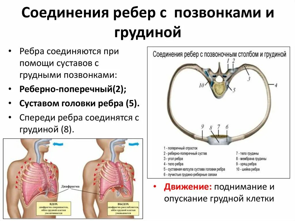 Неподвижные соединения ребер. Соединение грудины и ребер. Соединение ребер с позвоночником. Соединение ребер с позвонками. Соединение ребер с грудиной и позвоночником.