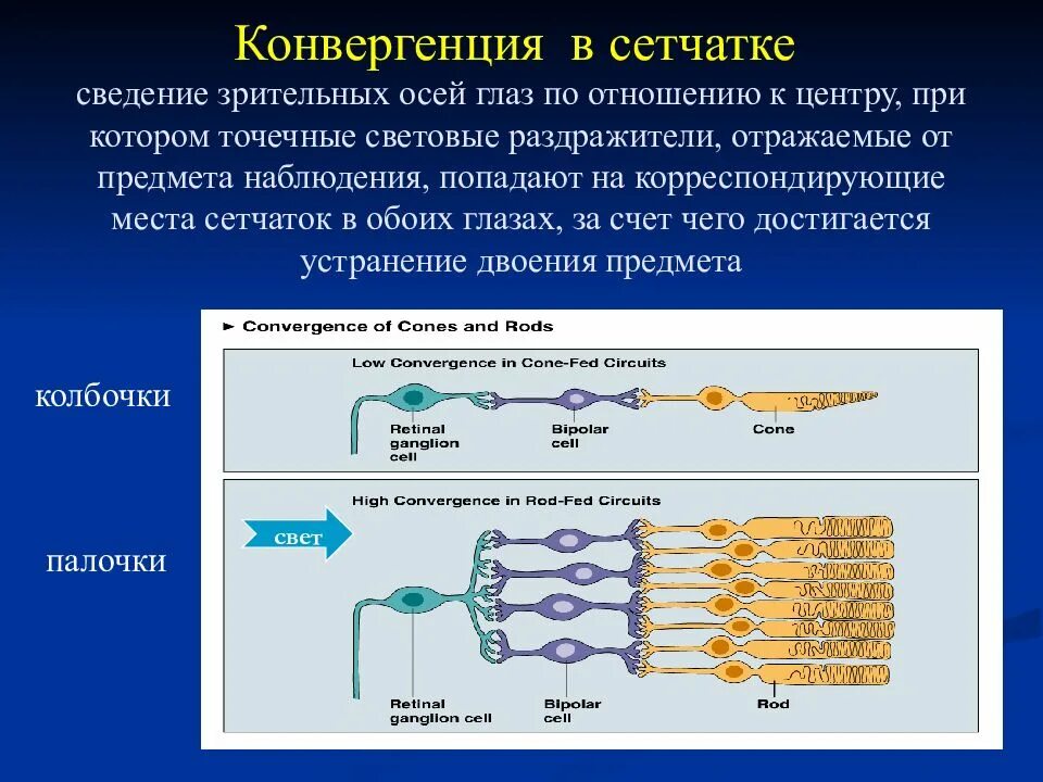 Конвергенция. Конвергенция или сведение зрительных осей. Конвергенция сенсорных систем. Конвергенция зрения.