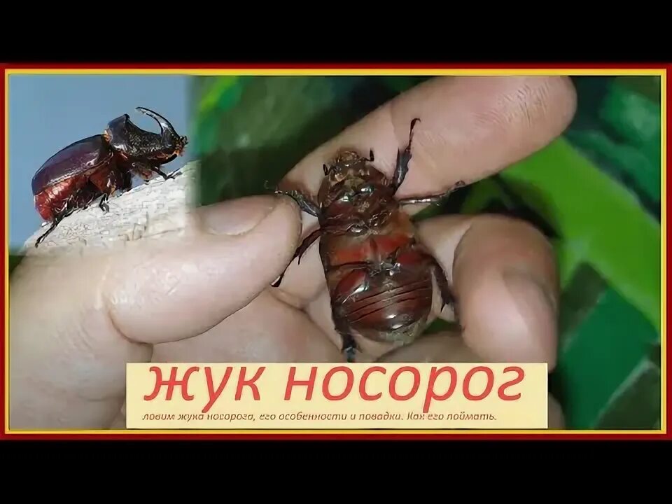 Жук носорог стадии развития. Жук носорог самец. японский жук носорог. паразиты жука носорога. вес жука носорога.