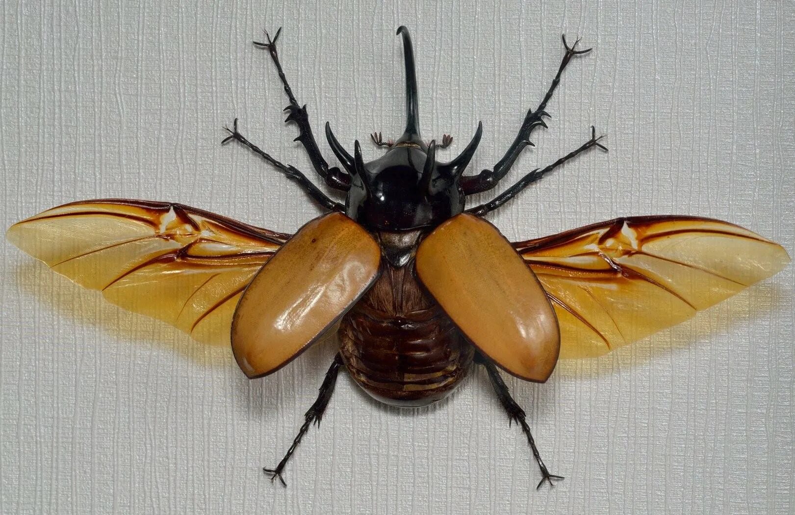 Жук Eupatorus. Eupatorus gracilicornis. Жук носорог надкрылья. Жук Геркулес размах крыльев. Крылья жуков насекомых