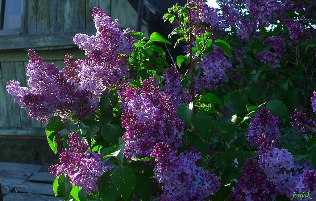 сирень фиолетовая куст. сирень обыкновенная кремлевские куранты. музыка цвела сирень. музыка цвела сирень. музыка цвела сирень.