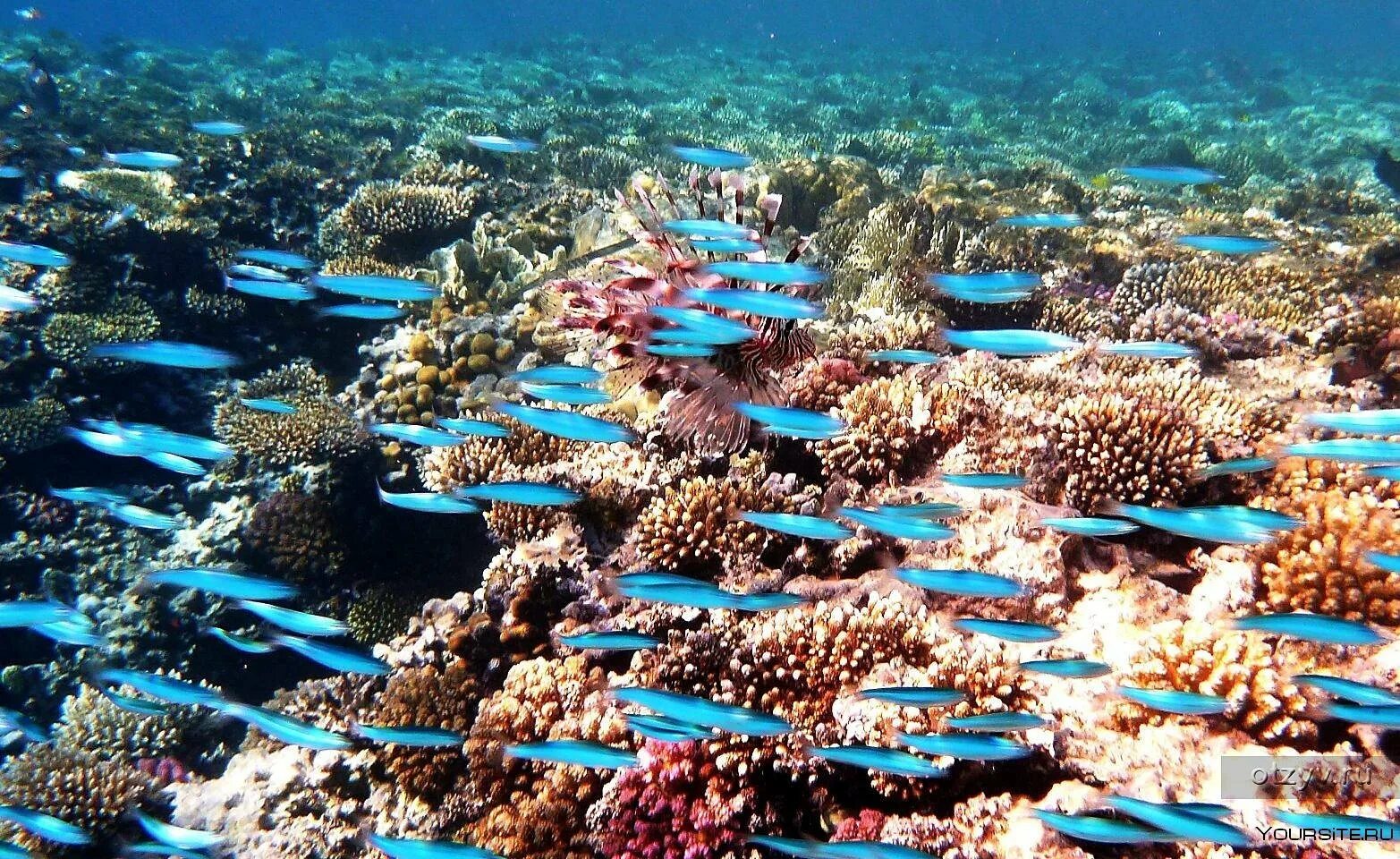 Есть ли в шарме акулы. Красное море Шарм-Эль-Шейх. Коралловый заповедник в Шарм-Эль-Шейхе. Заповедник Шарм Эль Нага. Риф в Шарм Эль Шейхе заповедник.