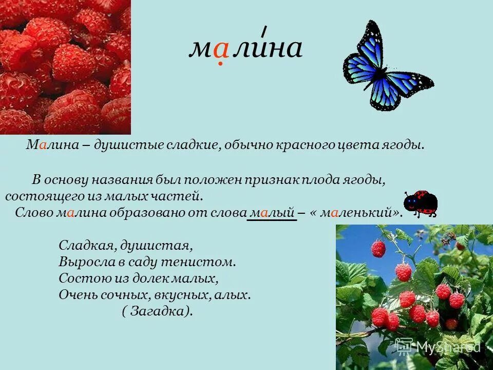 Предложение про слово класс. Предложение о Малине. Предложение про ягоды. Класс ягод. Предложение про малину.