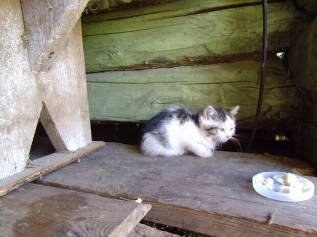 Найденыши ржев. Кошки найденыши Уфа. Коты найденыши в Острогожске. Потеряшки найдёнышей кошки город Пермь. Найденыш коты СНТ В аки.