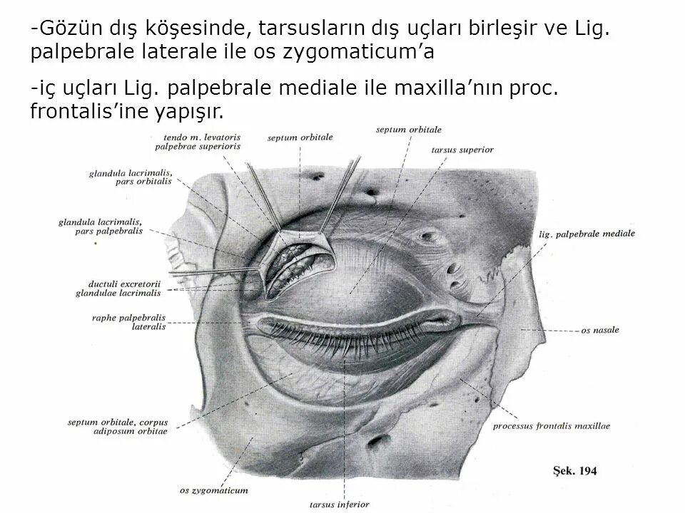 Pars orbitalis