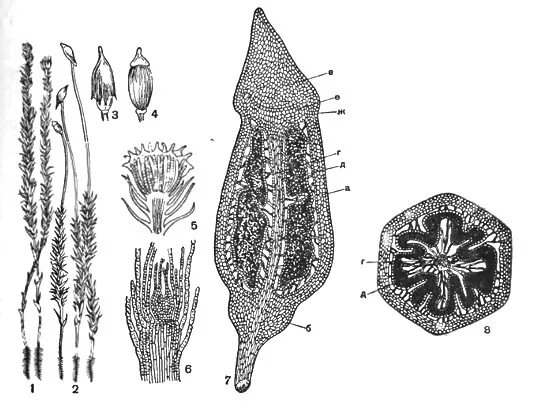 Строение спорогона Кукушкина льна. Антеридии Кукушкина льна. Кукушкин лен строение коробочки. Строение коробочки мха Кукушкин лен. Спорогон сфагнума