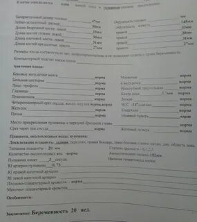 Анатомия плода