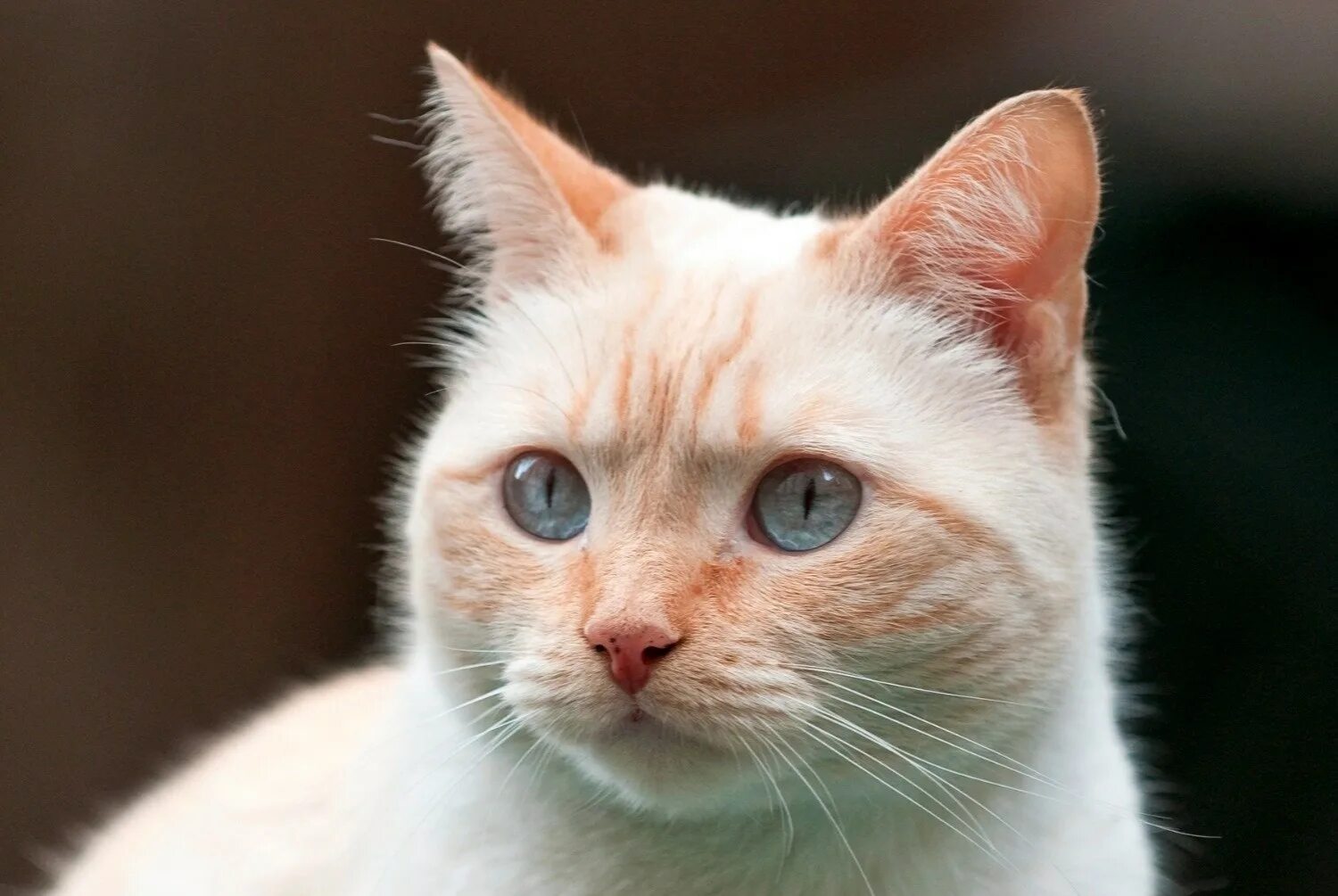Тайская кошка окрас ред пойнт. Тайская кошка ред пойнт котенок. Тайская кошка крем пойнт. Тайская кошка реж поинт. Тайская кошка крем пойнт.