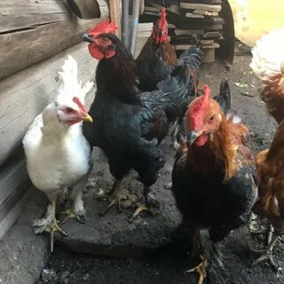 Продам петуха