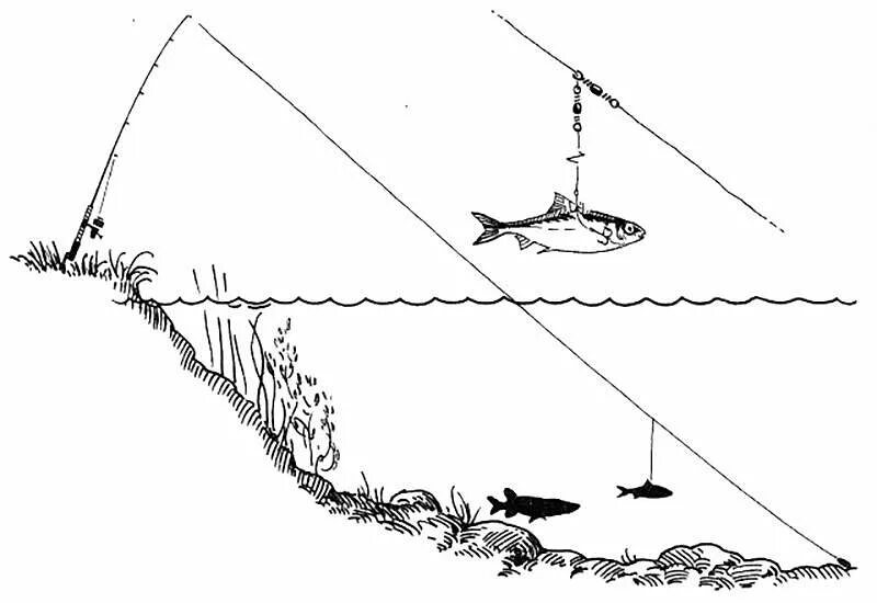 Звук ловли. Донная снасть на судака на живца. Донная снасть для ловли на живца. Донная снасть для ловли щуки на живца с берега. Оснастка для ловли судака на живца с берега на донку.