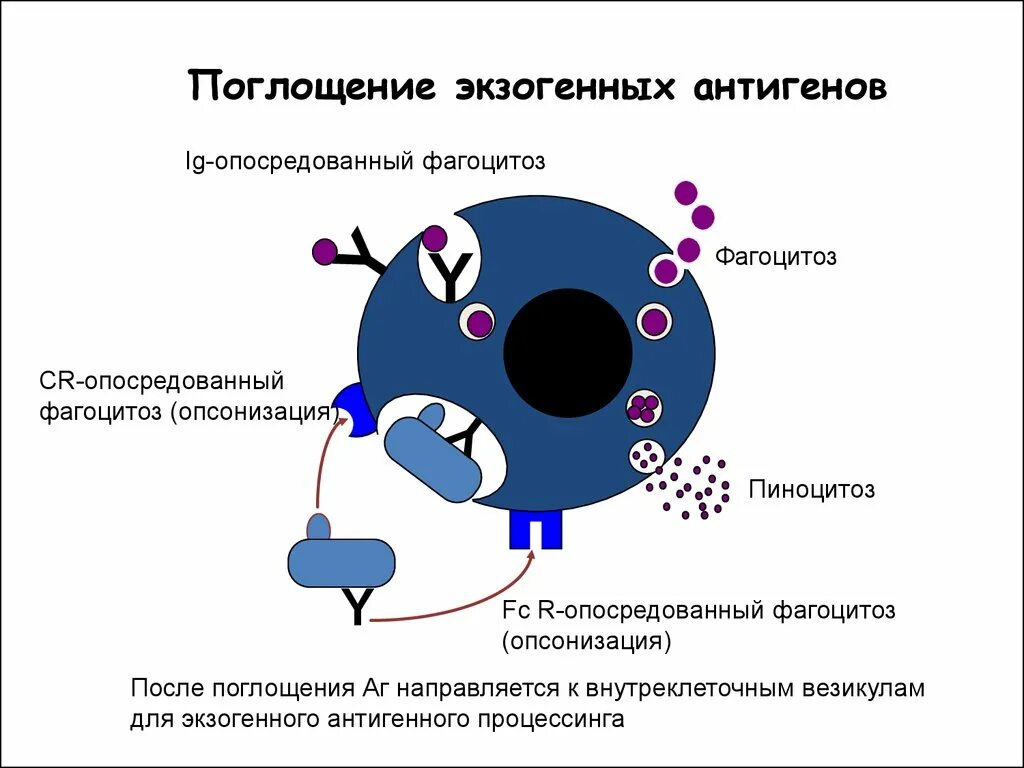 Выработка антигенов. Экзогенные и эндогенные антигены. Процессинг эндогенных антигенов. Экзогенные антигены. Процессинг экзогенных антигенов.