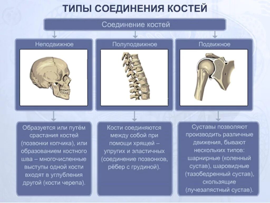 Как называется неподвижное соединение костей. Неподвижные полуподвижные и подвижные соединения костей. типы соединения костей полуподвижные. типы соединения костей таблица. соединение костей неподвижные полуподвижные суставы.