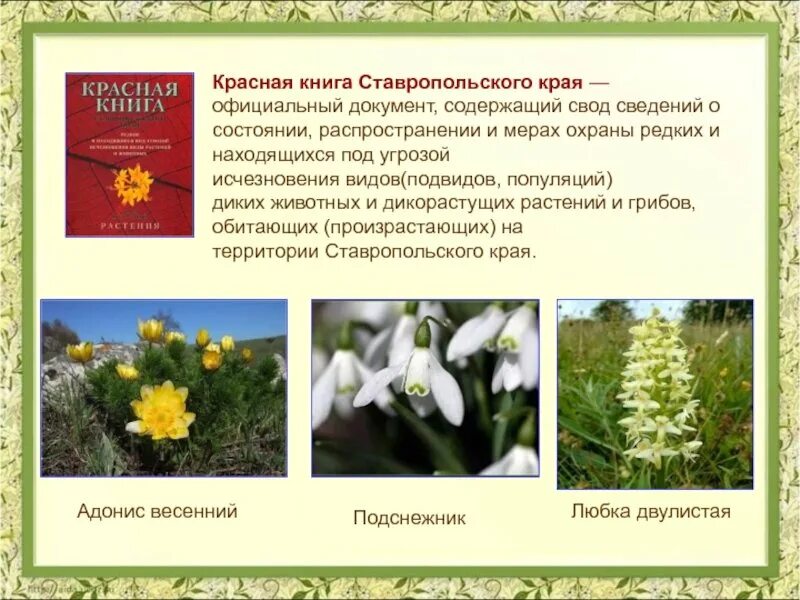 Занесли в красную книгу ставропольский край. Растения ставропольского края занесенные в красную книгу. растения и животные ставропольского края занесенные в красную книгу. редкие растения ставропольского края. красная книга ставропольского края растения.