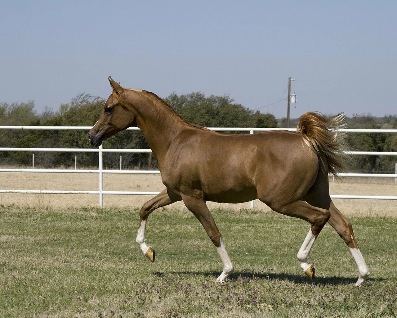 Пасо фино лошадь. Теннесийская прогулочная лошадь. Липицианская порода лошадей. Рысь Аллюр лошади.