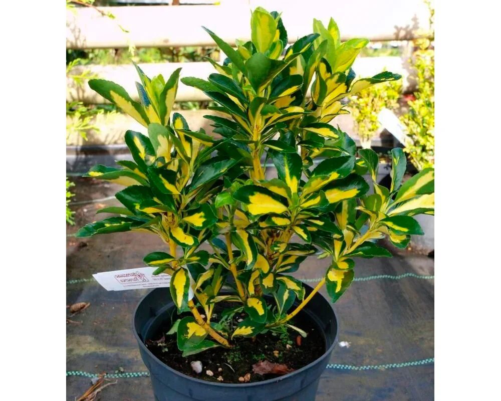 Бересклет японский в грунте. Бересклет форчуна харлеквин. Бересклет японский в грунте. Бересклет эонимус. Бересклет форчуна сильвер квин.