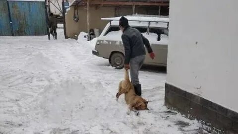 Отстрел бездомных