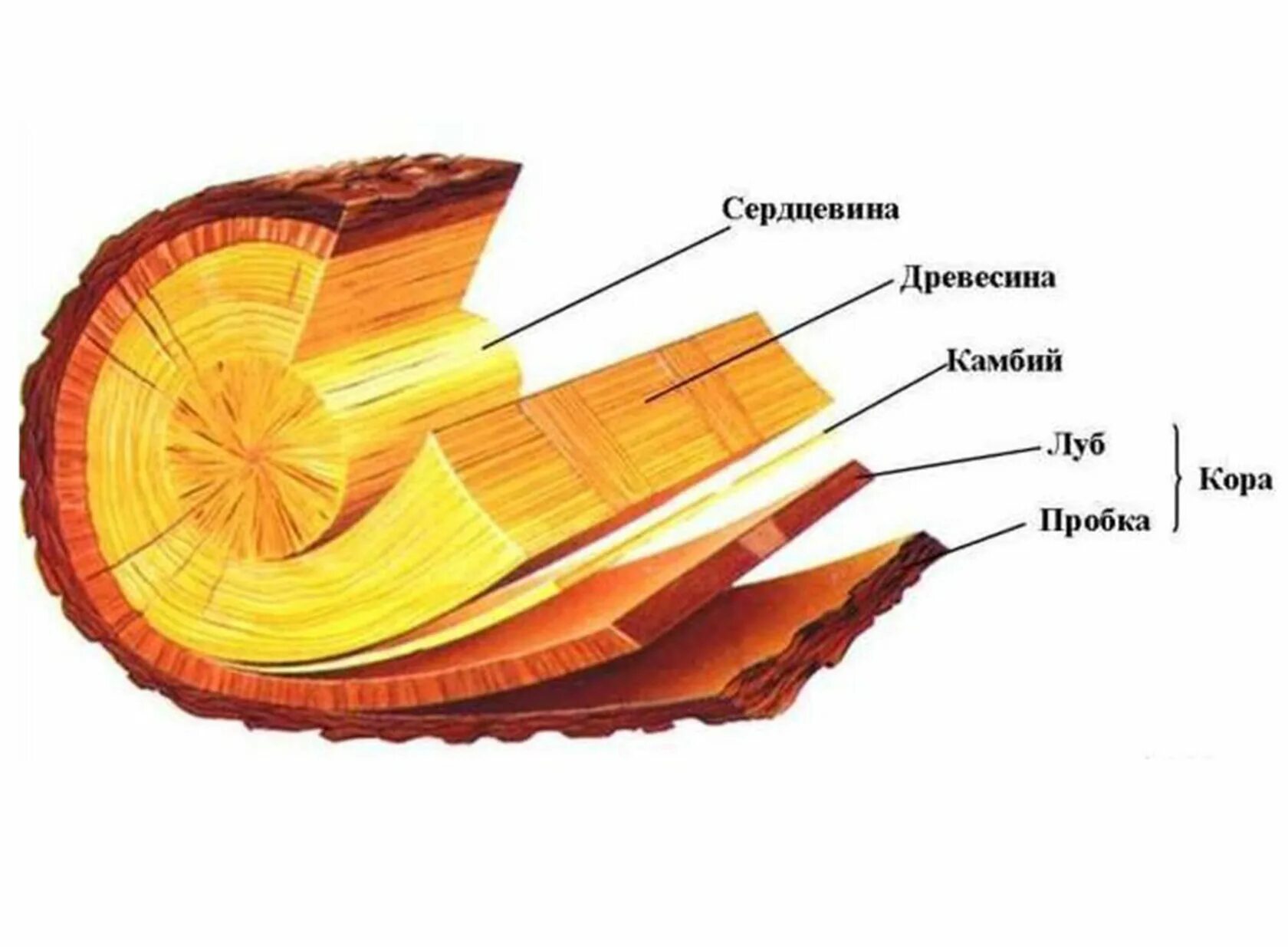 Срез кратко. Строение ствола дерева 6 класс биология. Луб камбий сердцевина древесина пробка. Камбий Луб пробка древесина.