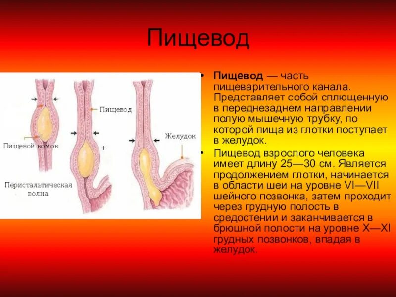 Какие отделы в пищеводе
