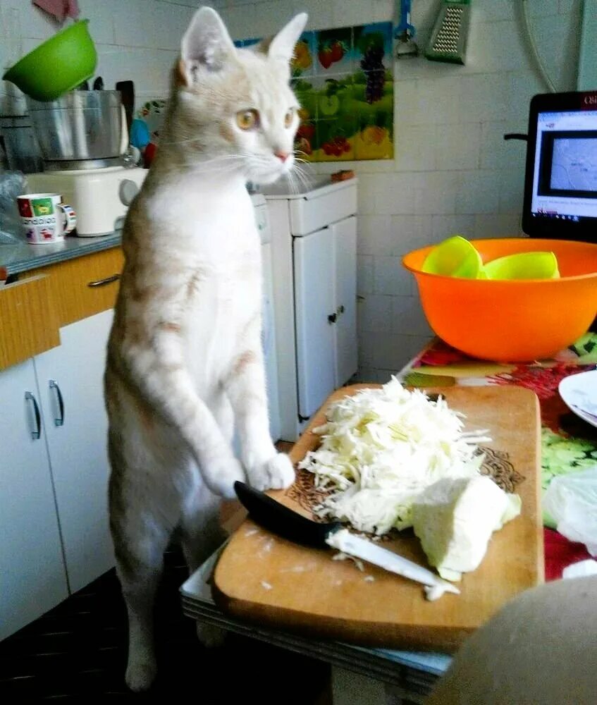 Где готовят кушать готовить кушать. Кошка на кухне. Кот готовит. Котик на кухне. Смешные котики на кухне.