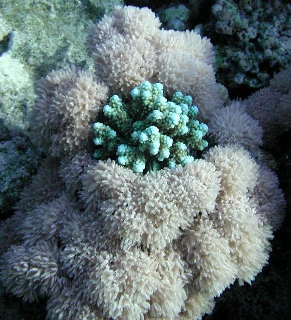 Coral 6. Акропора коралл белая. Лептострея коралл. Акропора голубая сталь коралл. Коралл аккабар.
