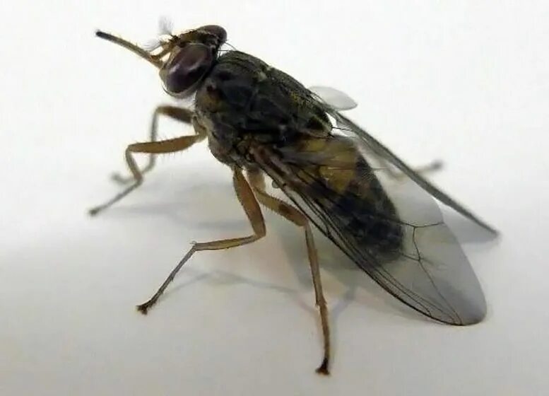 Tsetse fly. Муха ЦЕЦЕ. Насекомые Муха ЦЕЦЕ. Муха ЦЕЦЕ В Африке.