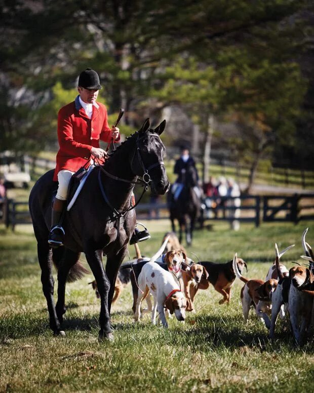 Fox hunting. Фокс Хантинг. Конная охота. Английская Конная охота. Конная охота в Англии.