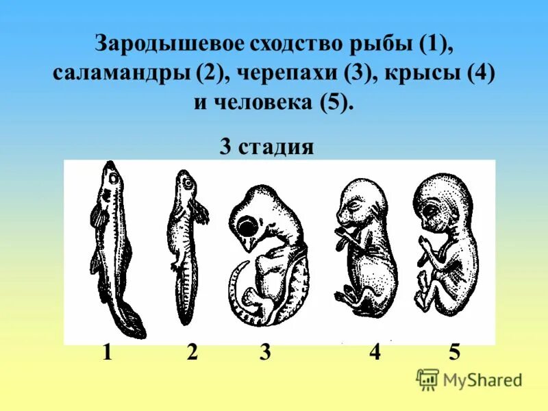 Эмбриональный период зародыша. Периоды эмбрионального развития человека. Эмбрионы человека и животных. Эмбрионы позвоночных животных на разных стадиях развития.