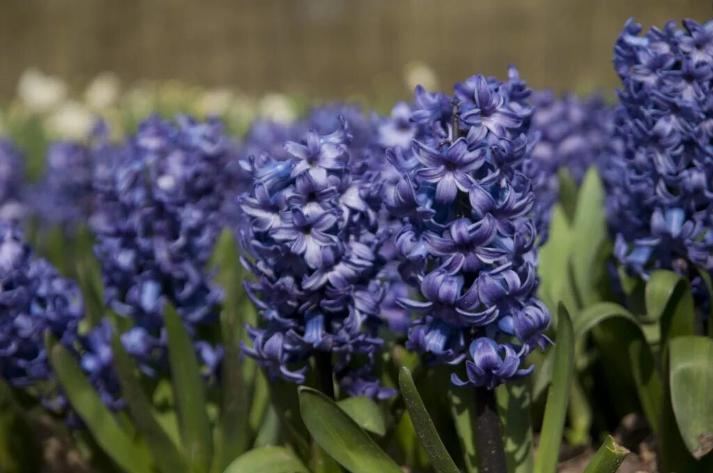 Гиацинт зимует. Гиацинт блю джекетс. гиацинт delft blue. гиацинт блю стар. гиацинт садовый блу стар.