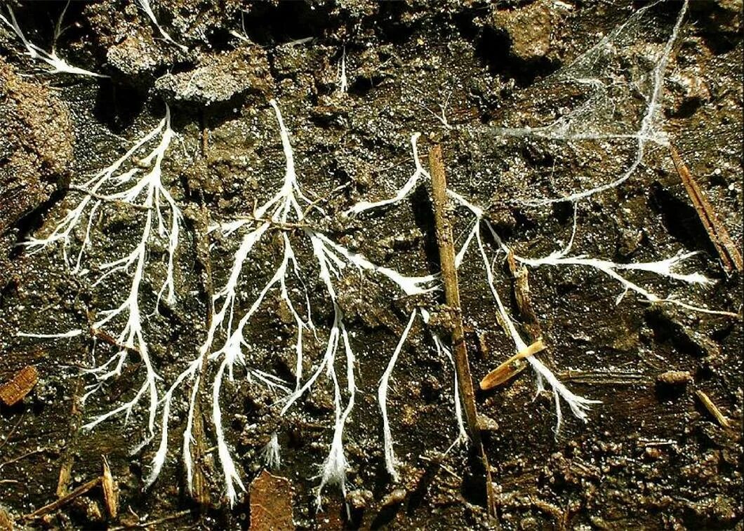 Грибы имеют корни. Мицелий грибов микориза. Грибница микориза. Грибница мицелий. Микориза на корнях.