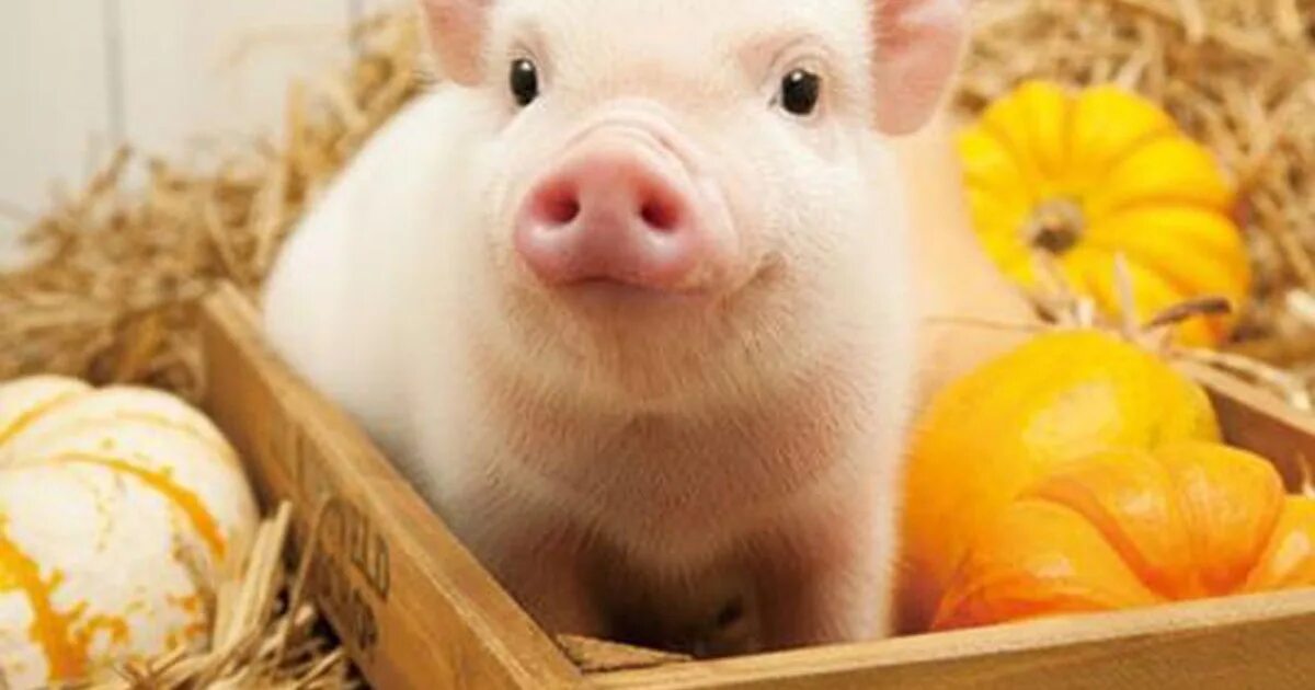 1959 год кого по восточному. Годы свиньи по восточному календарю. Год год свиньи 1959 года. Год свиньи характеристика. Год свиньи.