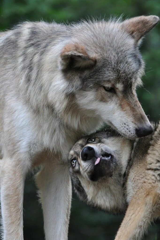 Wolf & Pup Baby wolves, Wolf dog, Wolf spirit animal